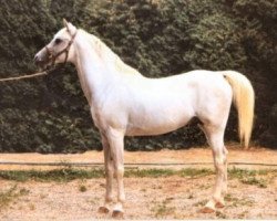 stallion Alhabac ox (Arabian purebred, 1956, from Cairel ox)