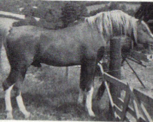 stallion Sahar ox (Arabian purebred, 1961, from Manto ox)