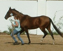 Ogier kryjący Gawani (Achal Tekkiner, 2002, od Gardasch)