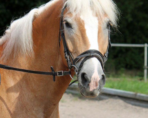 Pferd Aragon (Haflinger, 2006, von Anthony)