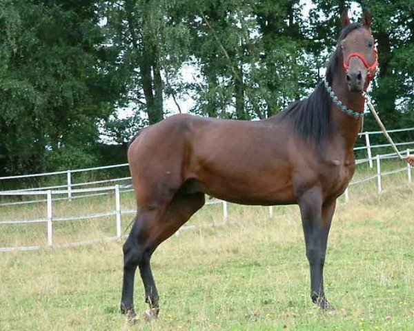horse Soykan (Akhal-Teke, 2001, from Syrat) horse Soykan (Akhal-Teke, 2001, from Syrat)