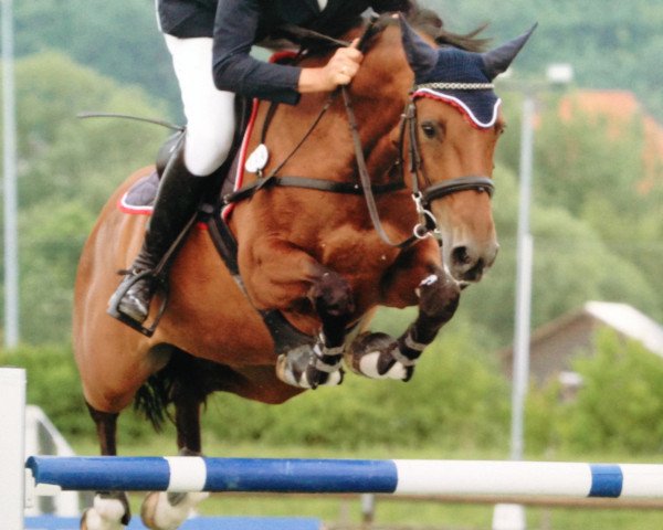 Zuchtstute O-C'est Pauline (Holsteiner, 1999, von Caretino)
