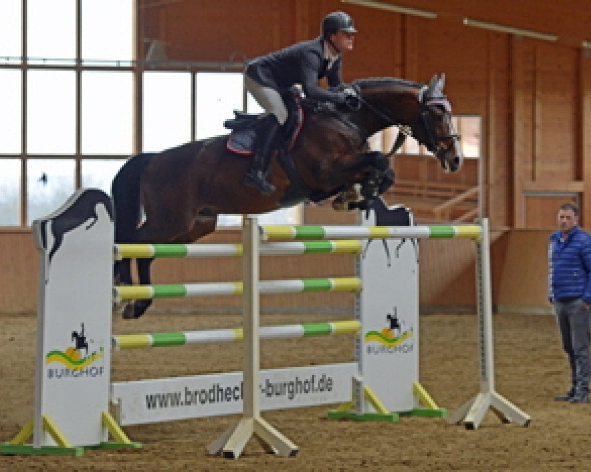stallion For Cornet (Hanoverian, 2007, from For Pleasure)