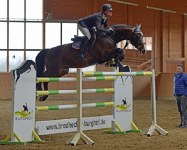 stallion For Cornet (Hanoverian, 2007, from For Pleasure)