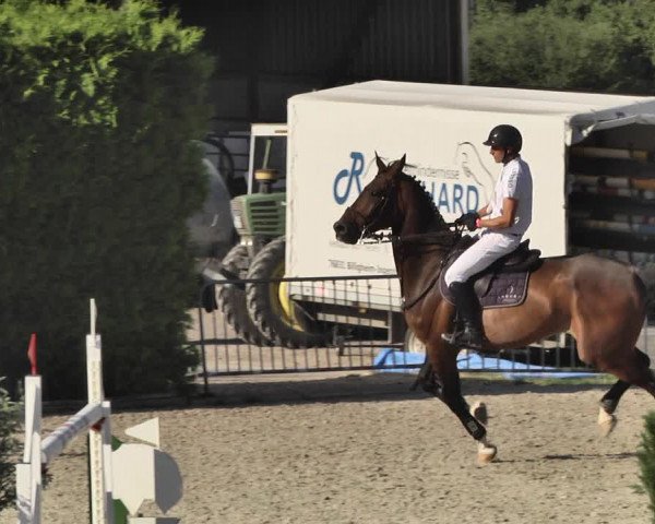 Reitturnier Worms-Pfeddersheim / Reitsportanlage Wittemer 2020