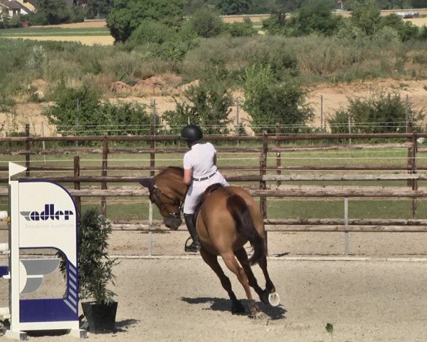 Reitturnier Worms-Pfeddersheim / Reitsportanlage Wittemer 2020