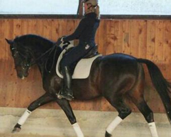 Dressurpferd Söhnlein Brillant 5 (Hannoveraner, 2011, von Swarovski) Dressurpferd Söhnlein Brillant 5 (Hannoveraner, 2011, von Swarovski)