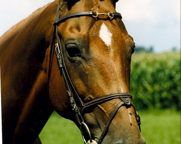 broodmare Sarah (Brandenburg, 1990, from Osterbote 1462)