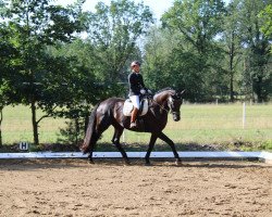 Cavallo da Dressage Desert Diamond (Hannoveriano, 2010, di Don Frederico)
