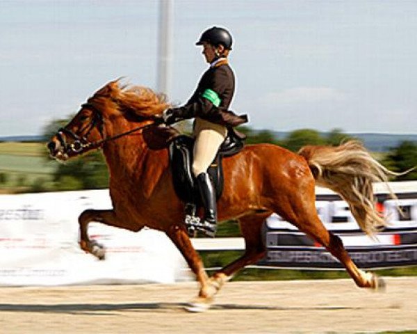 Deckhengst Sjóli von Chemnitz (Islandpferd, 2002, von Spori vom Schloss Neubronn)