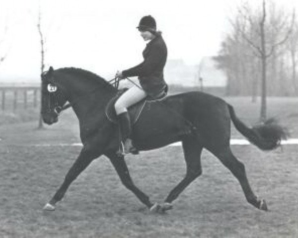horse Pep's Mount Patrick (Connemara Pony, 1978, from Van de Arenbosch Davey)