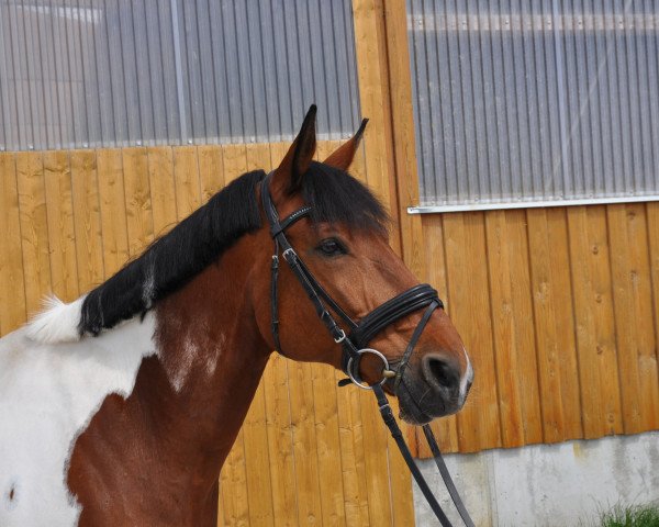 Springpferd Josito (unbekannt, 2002)
