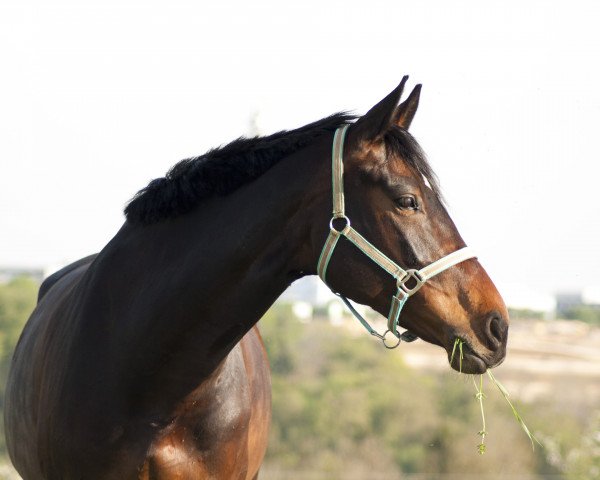 broodmare Cabogina (Holsteiner, 2007, from Cabochon)