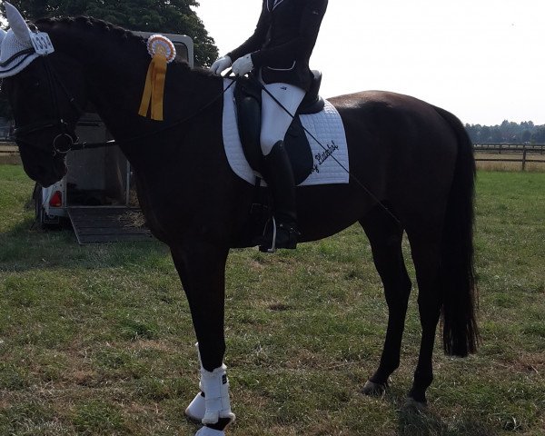 dressage horse St. Moritz WS (Oldenburg, 2009, from San Amour I)