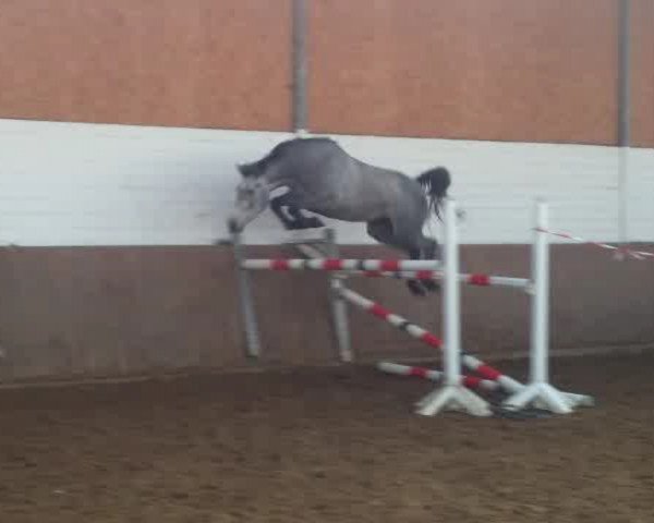 horse Isabella's Dream (KWPN (Royal Dutch Sporthorse), 2013, from Cartano)