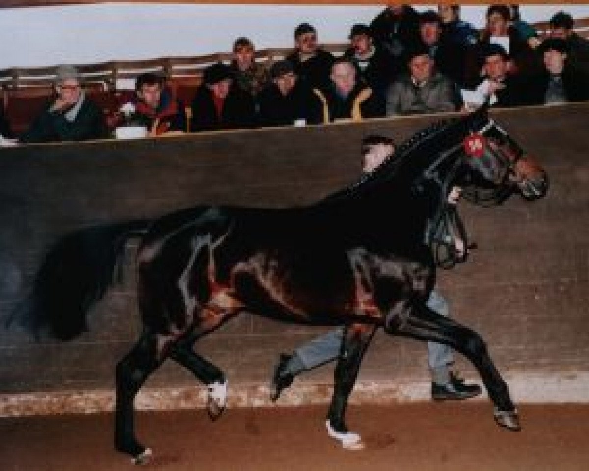 stallion Planitz (Thuringia, 1995, from Pius)