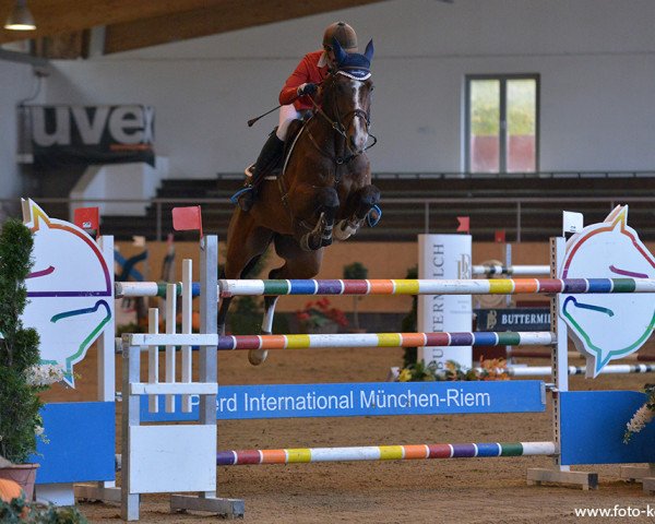 jumper Horse Gym's Coolmann (Bavarian, 2005, from Candillo Z)