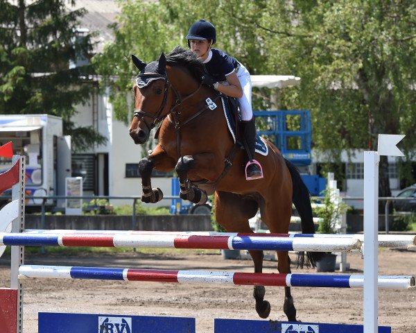 jumper Horse Gym's Quidams Boy (Holsteiner, 2010, from Quidam de Revel)
