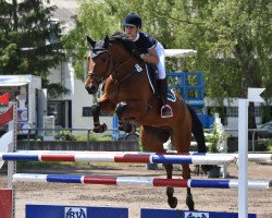 jumper Horse Gym's Quidams Boy (Holsteiner, 2010, from Quidam de Revel)