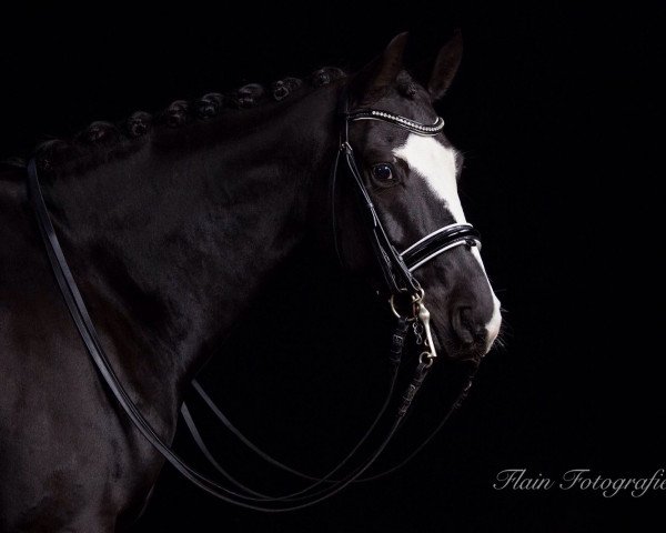dressage horse Lord Capri SB (German Sport Horse, 2008, from Lord Fantastic)