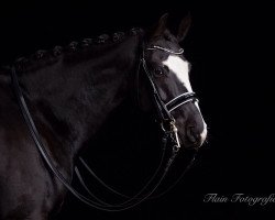 dressage horse Lord Capri SB (German Sport Horse, 2008, from Lord Fantastic)