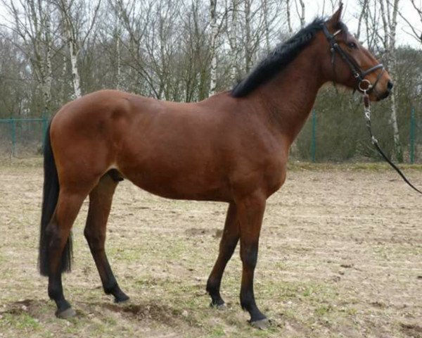 Springpferd Escartino (Deutsches Reitpferd, 2007, von El-Im-Cal xx)