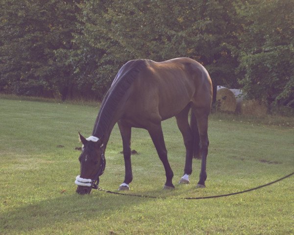 jumper Luana Joy (Hanoverian, 2007, from Locksley II)