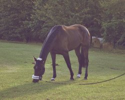 jumper Luana Joy (Hanoverian, 2007, from Locksley II)