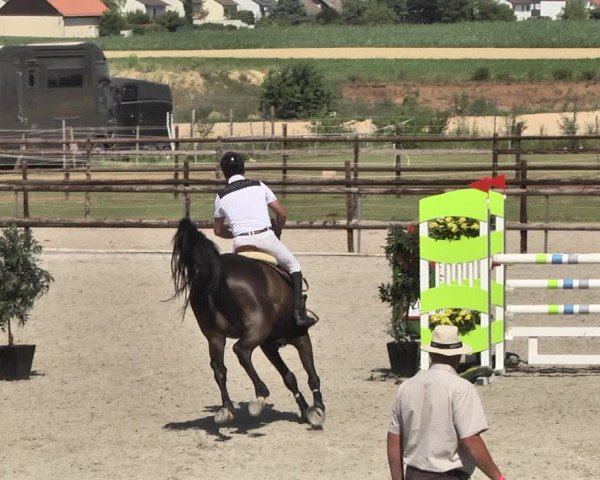 Reitturnier Worms-Pfeddersheim / Reitsportanlage Wittemer 2020