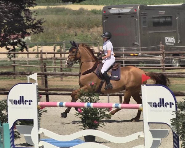 Reitturnier Worms-Pfeddersheim / Reitsportanlage Wittemer 2020
