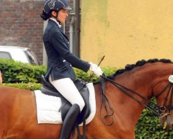 Dressurpferd Fidibus 95 (Rheinländer, 2008, von Fürst Piccolo)