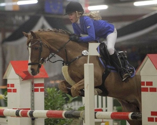 Springpferd High Dream N (Deutsches Reitpony, 2004, von Highway N)
