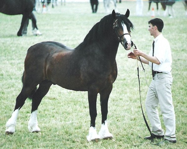 stallion Tymor Pele (Welsh-Cob (Sek. D), 1994, from Crugybar Mabon)
