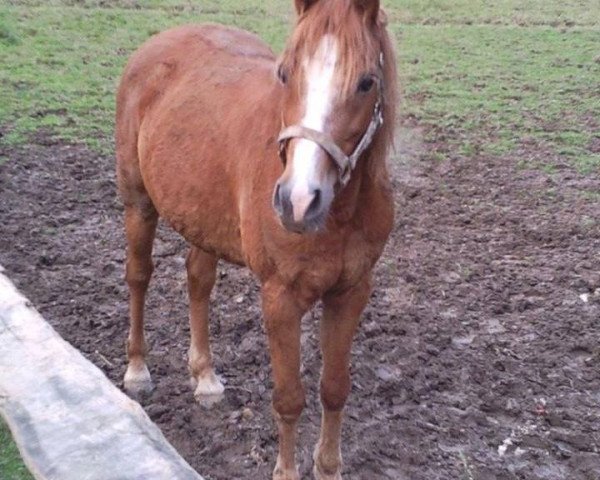 horse Lexi (German Riding Pony, 1996, from Leeman)