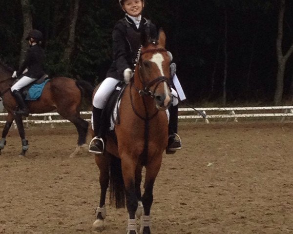 Dressurpferd Nashville 60 (New-Forest-Pony, 2002, von Nathan)