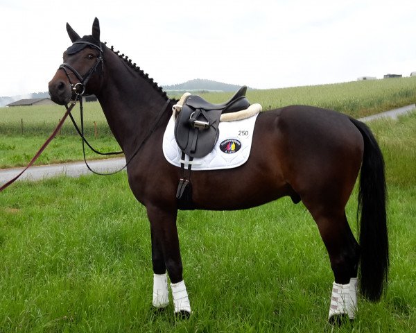 dressage horse Santiago Domingo (Rhinelander, 2010, from Schumacher)