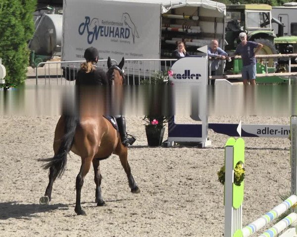 Reitturnier Worms-Pfeddersheim / Reitsportanlage Wittemer 2020