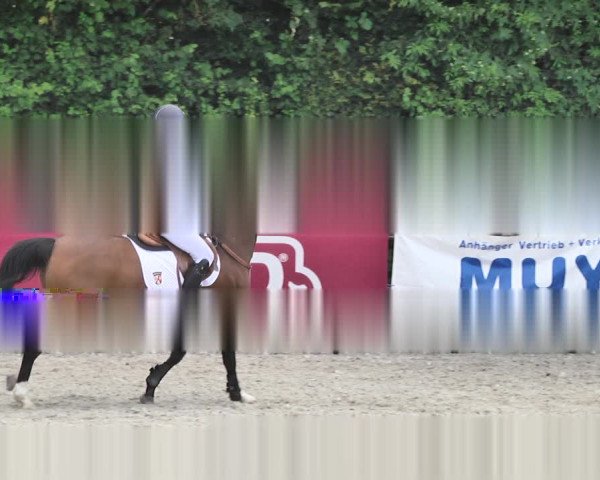 Reitturnier Worms-Pfeddersheim / Reitsportanlage Wittemer 2020