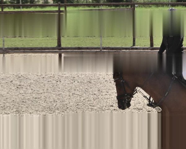 Reitturnier Worms-Pfeddersheim / Reitsportanlage Wittemer 2020