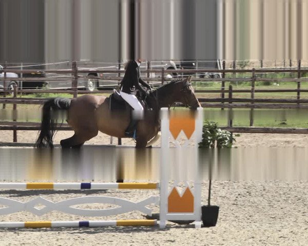 Reitturnier Worms-Pfeddersheim / Reitsportanlage Wittemer 2020