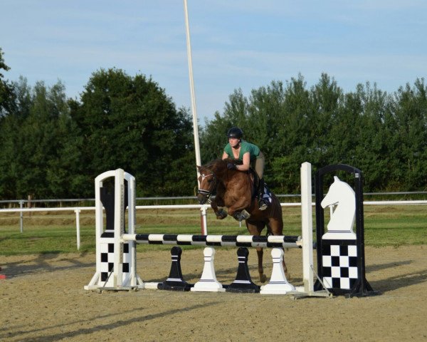 jumper Pikeur 123 (Pony without race description, 2011)