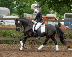 dressage horse Swarovski's Schönling (Hanoverian, 2008, from Swarovski)