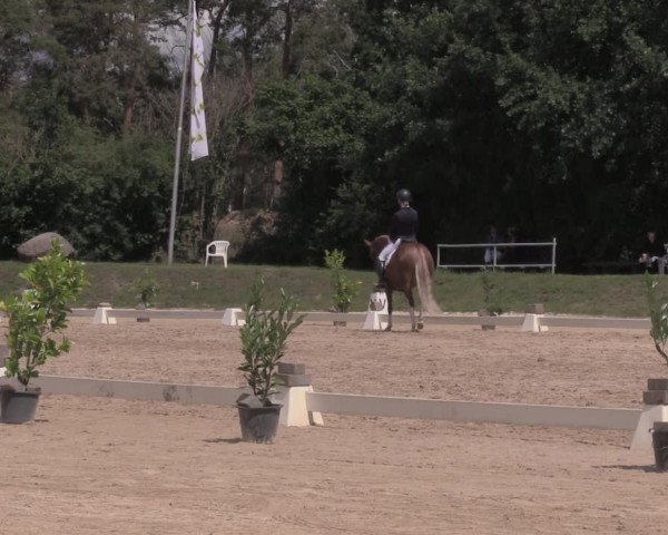 Reitturnier Pietzpuhl 2020