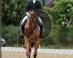 dressage horse Lennox 380 (German Warmblood, 2011, from Lord Georg)