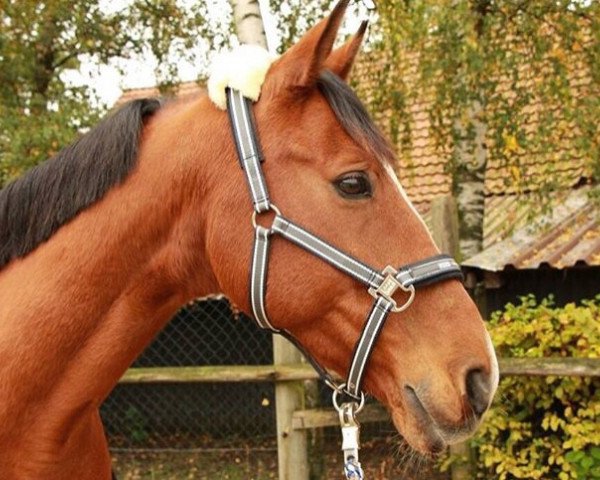 horse Candillino (Bavarian, 2004, from Candillo Z)