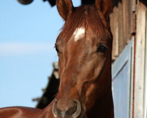 horse Brillant (Bavarian, 2011, from Blickpunkt 4)