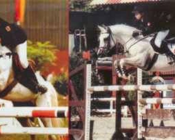 stallion Glenn (German Riding Pony, 1980, from Gromet 1971 ox)