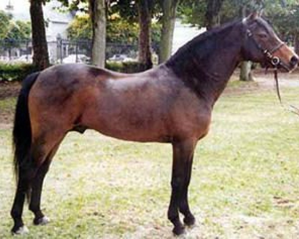 stallion Kantje's Admiraal (New Forest Pony, 1982, from Priory Prickle)