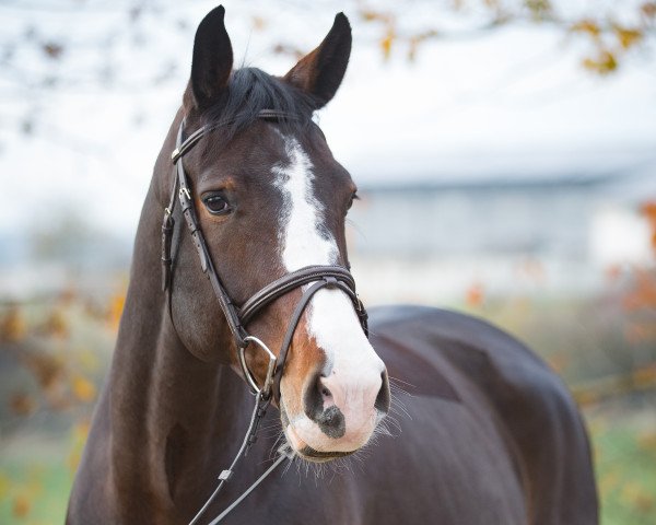 Springpferd Lorraine D (Hannoveraner, 2010, von Levistano)