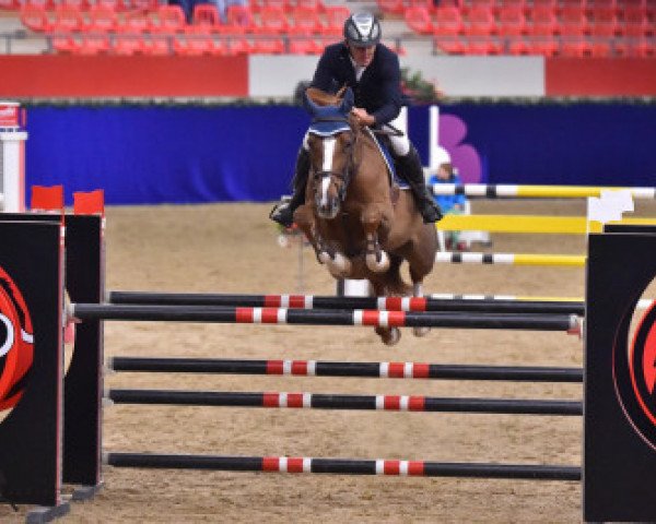 jumper Monopoly (Belgium Sporthorse, 2005, from Kashmir van't Schuttershof)
